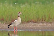 Nilgans
